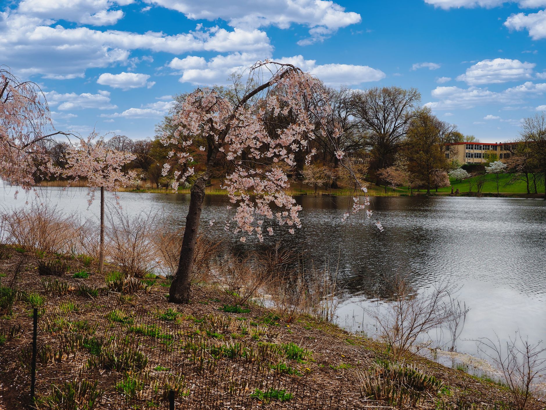 Cherry blossoms along the river in Branch Brook Park, Newark
