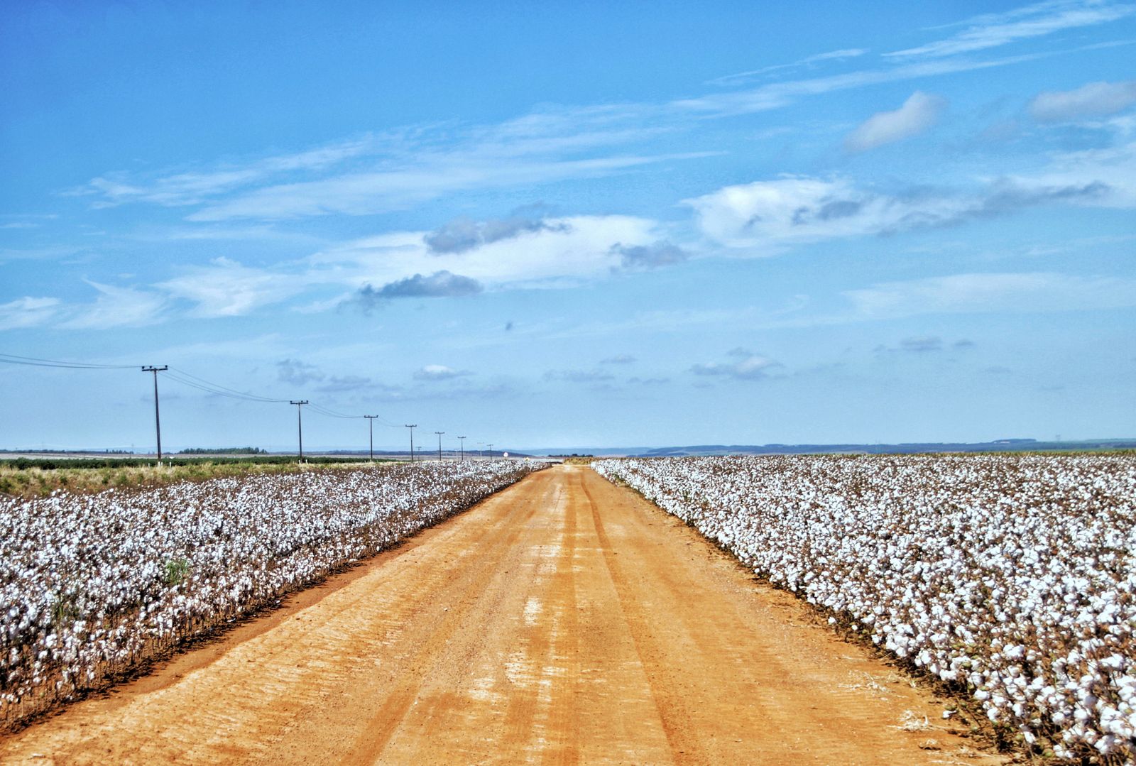 Cotton fields along a South Plains road near Lubbock