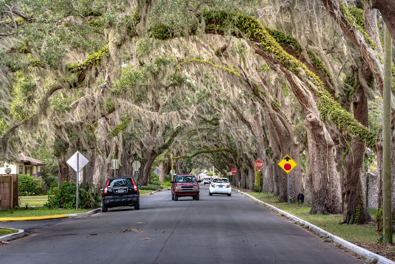 A canopy road of moss-draped live oaks, characteristic of the Tallahassee area