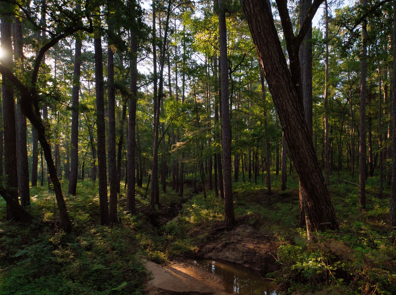 Woods and trails in The Woodlands