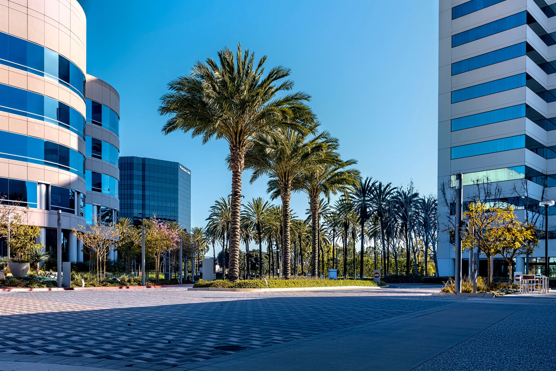 Palm-lined town center, representative of Weston Town Center